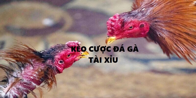 Kèo cược đá gà Tài Xỉu